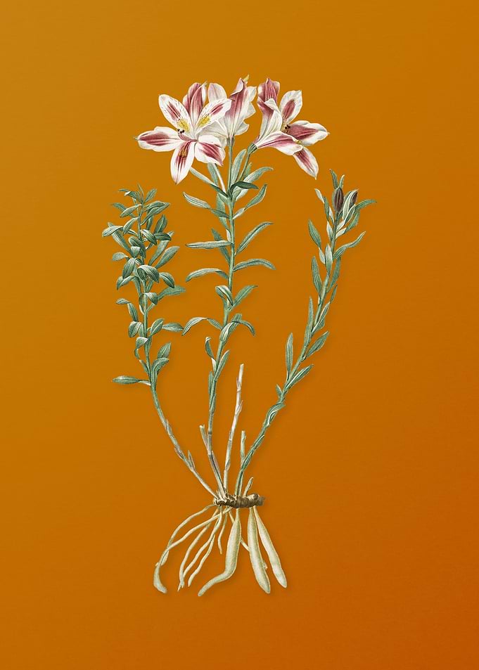 Vintage Lily of the Incas