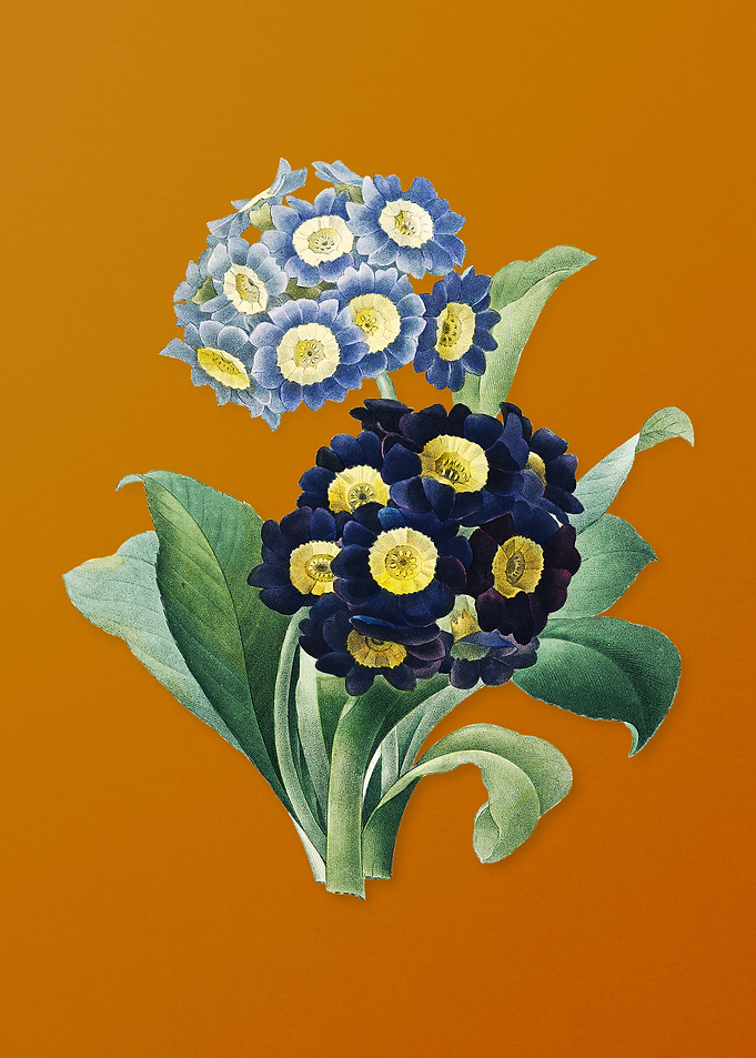Vintage Mountain Cowslip