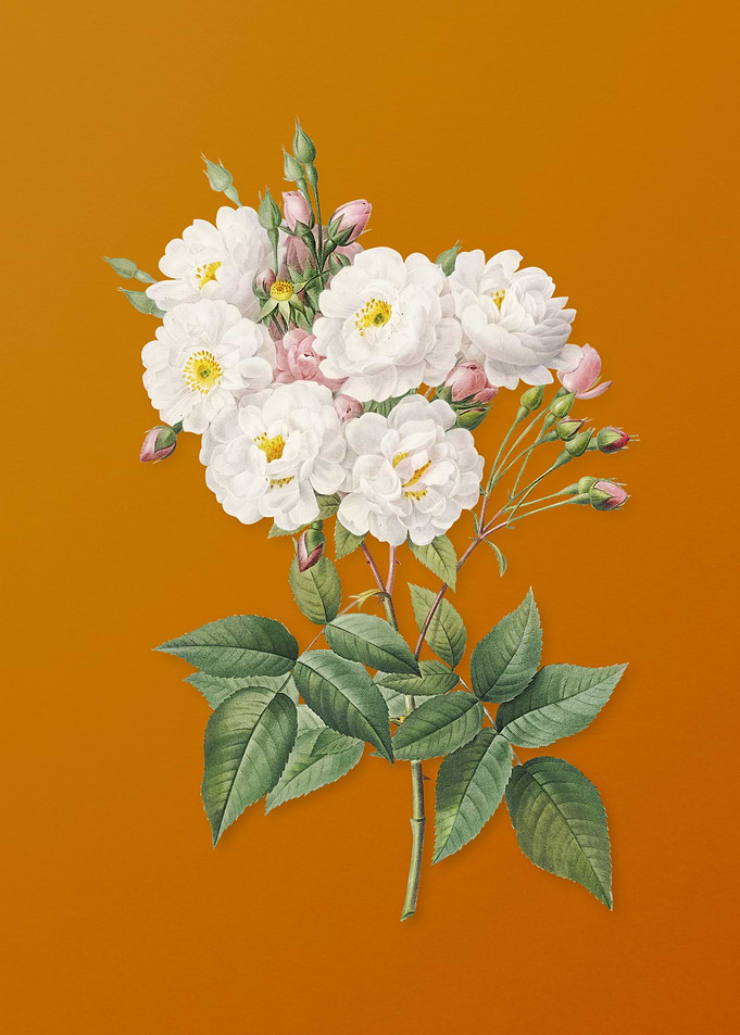 Vintage Noisette Roses