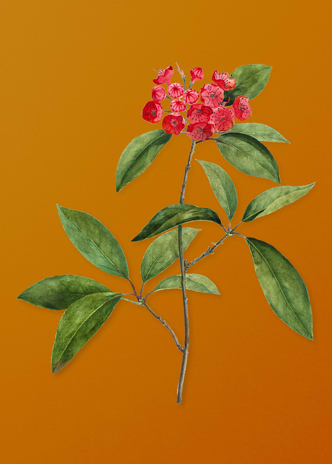 Mountain Laurel Branch