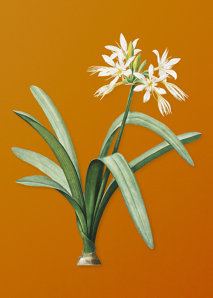 Pancratium Illyricum