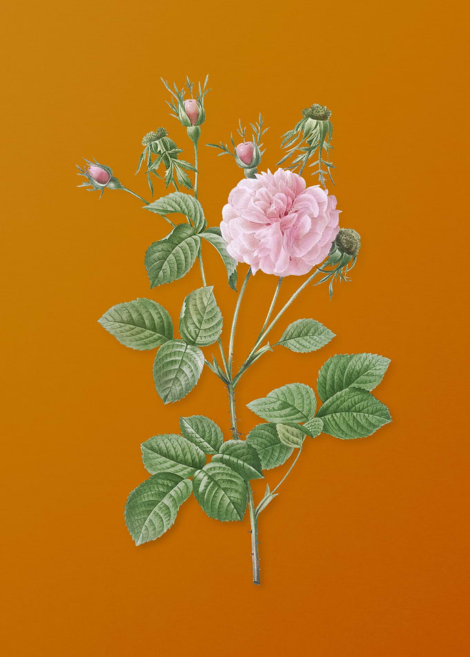 Vintage Pink Agatha Rose