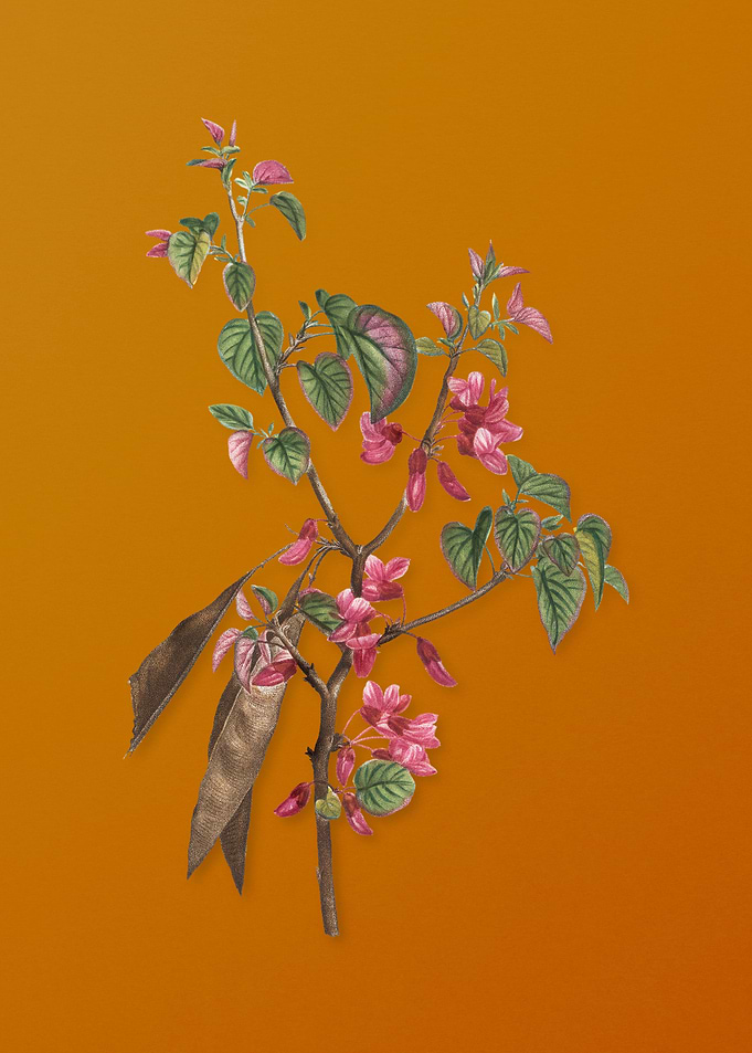 Vintage Judas Tree Flower
