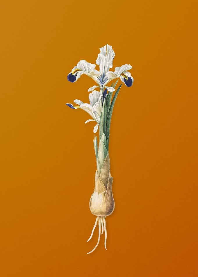 Vintage Iris Persica