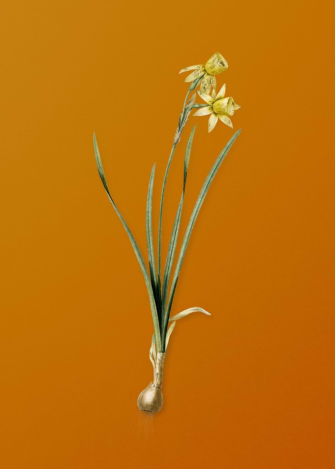 Narcissus Calathinus