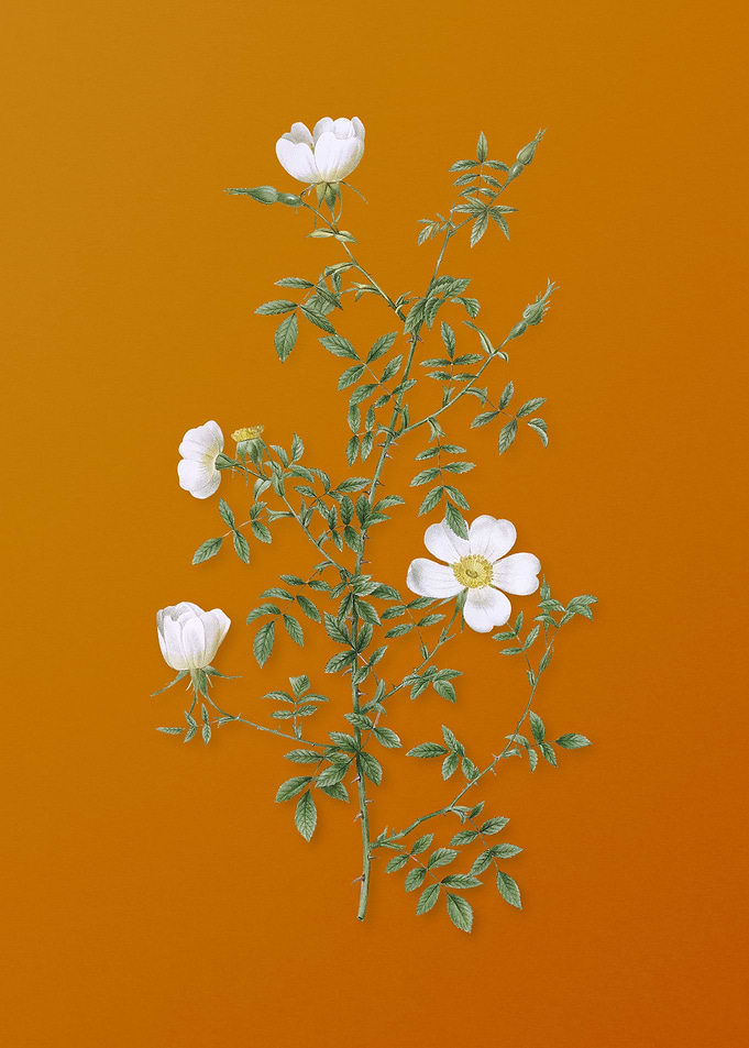 Vintage Hedge Rose Flower