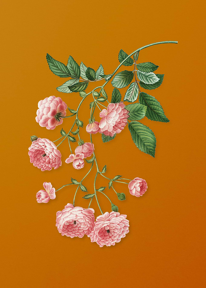Vintage Pink Rambler Roses