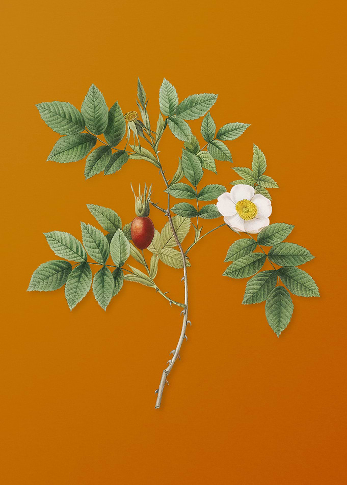 Mountain Rose Bloom Flower