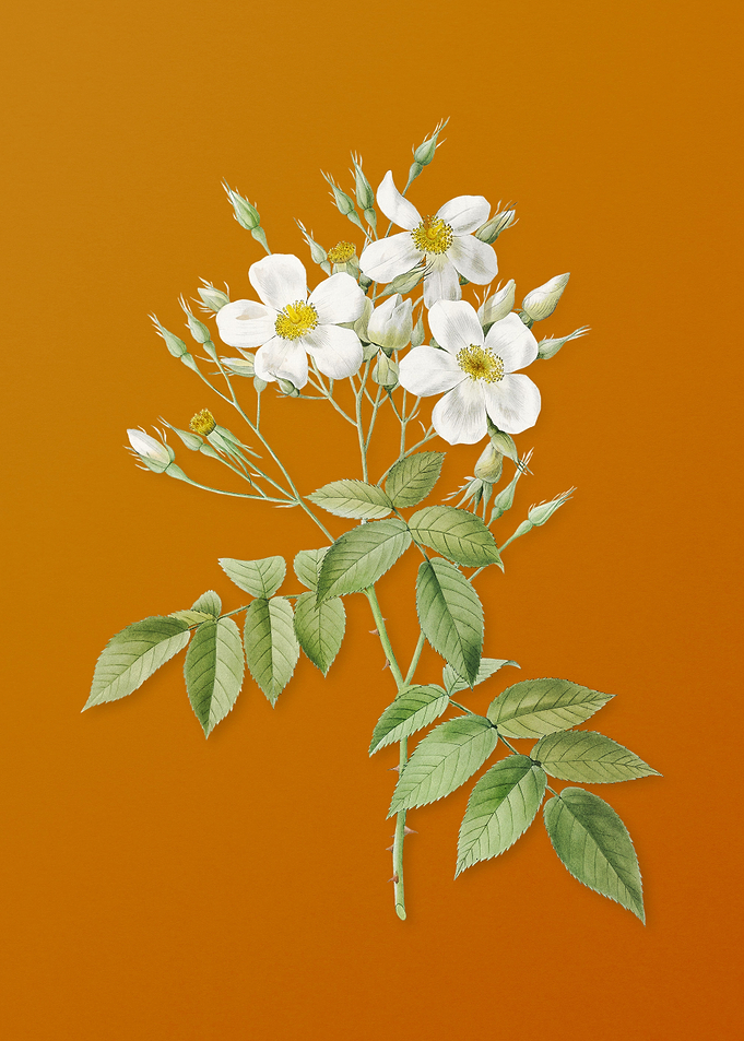 Vintage Musk Rose Flower