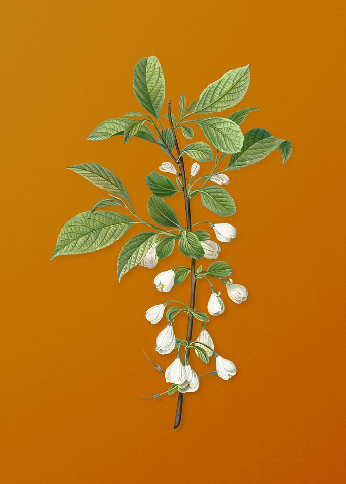 Mountain Silverbell Flower