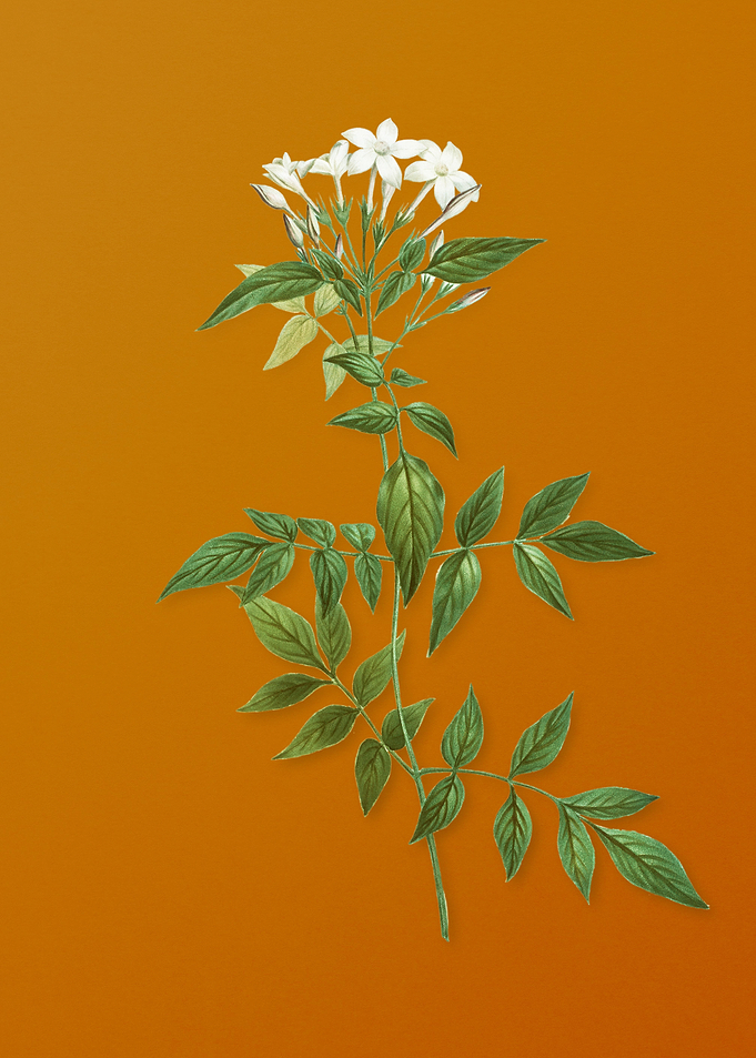 Jasmin Officinale Flower