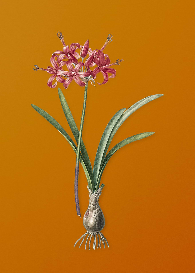 Vintage Guernsey Lily