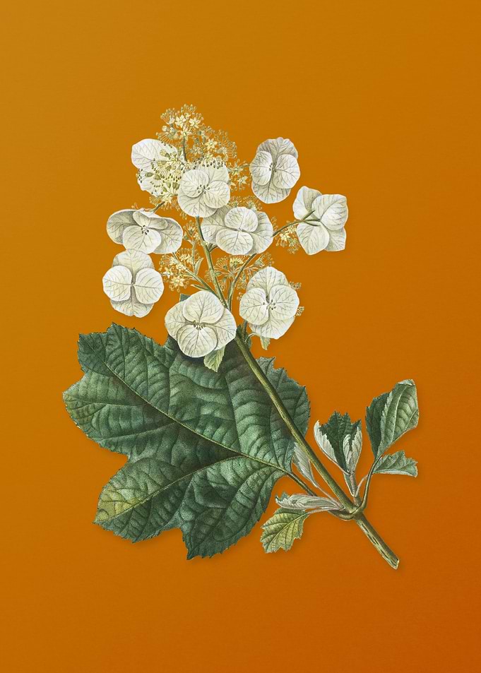 Vintage Oakleaf Hydrangea