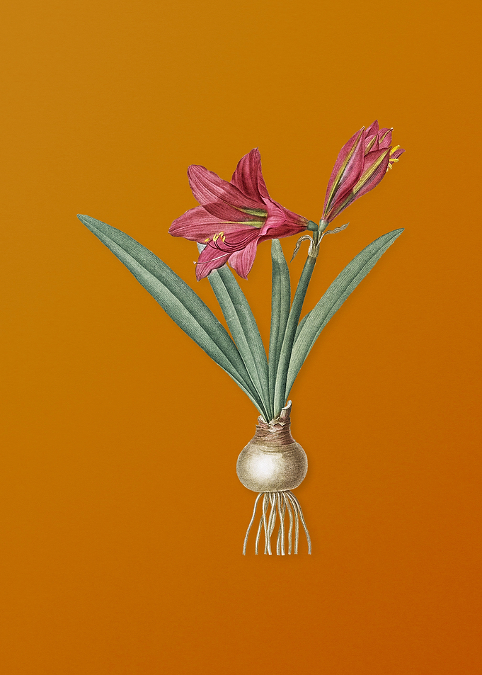 Vintage Hippeastrum Flower