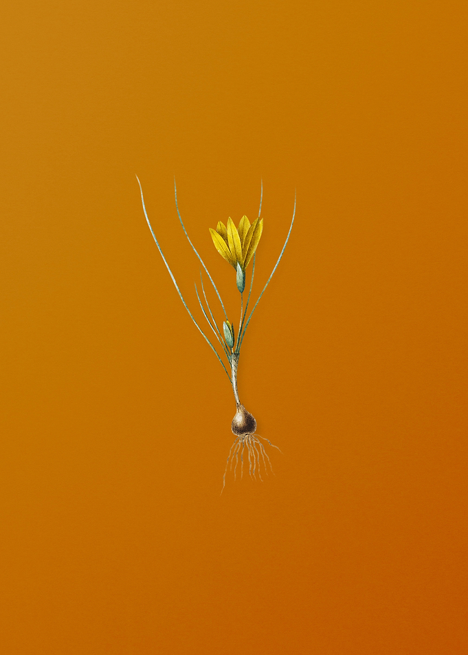 Vintage Ixia Filifolia