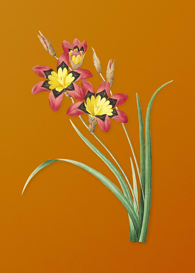 Vintage Ixia Tricolore