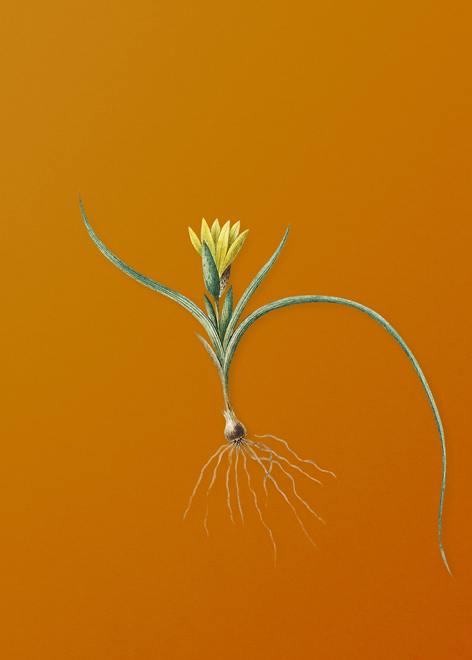Vintage Ixia Recurva