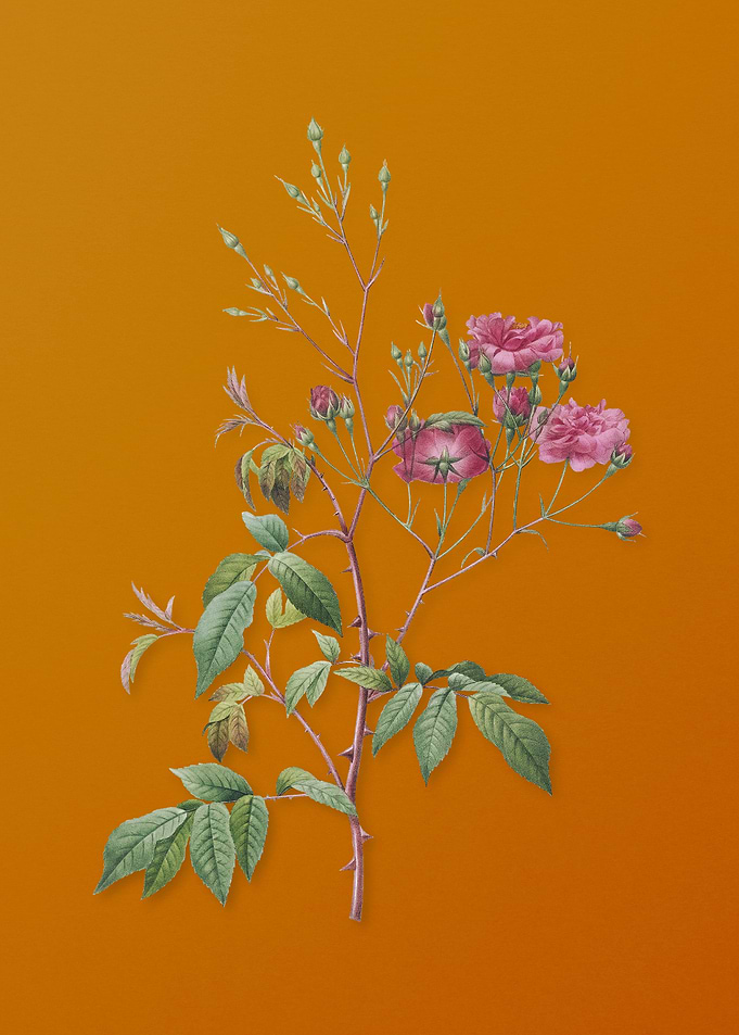Pink Noisette Roses Flower