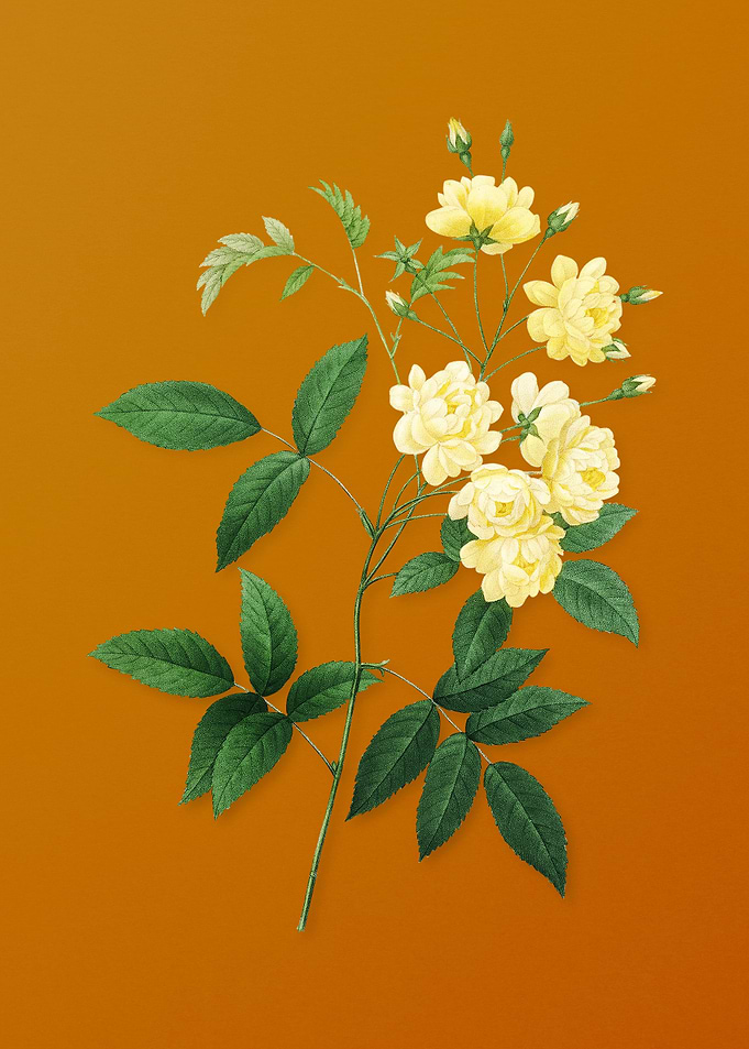 Vintage Lady Banks Rose