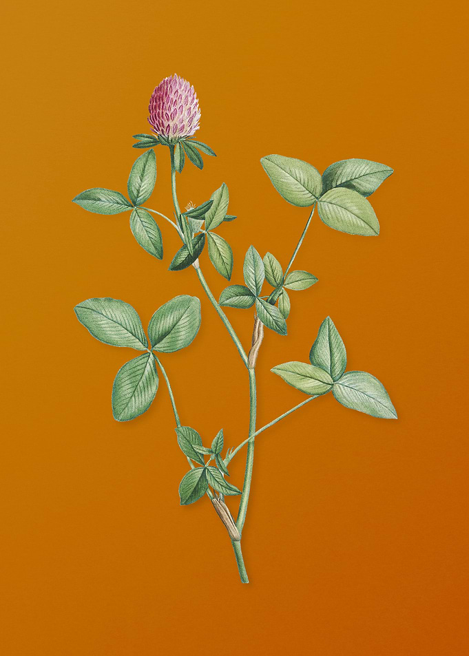 Vintage Pink Clover Flower