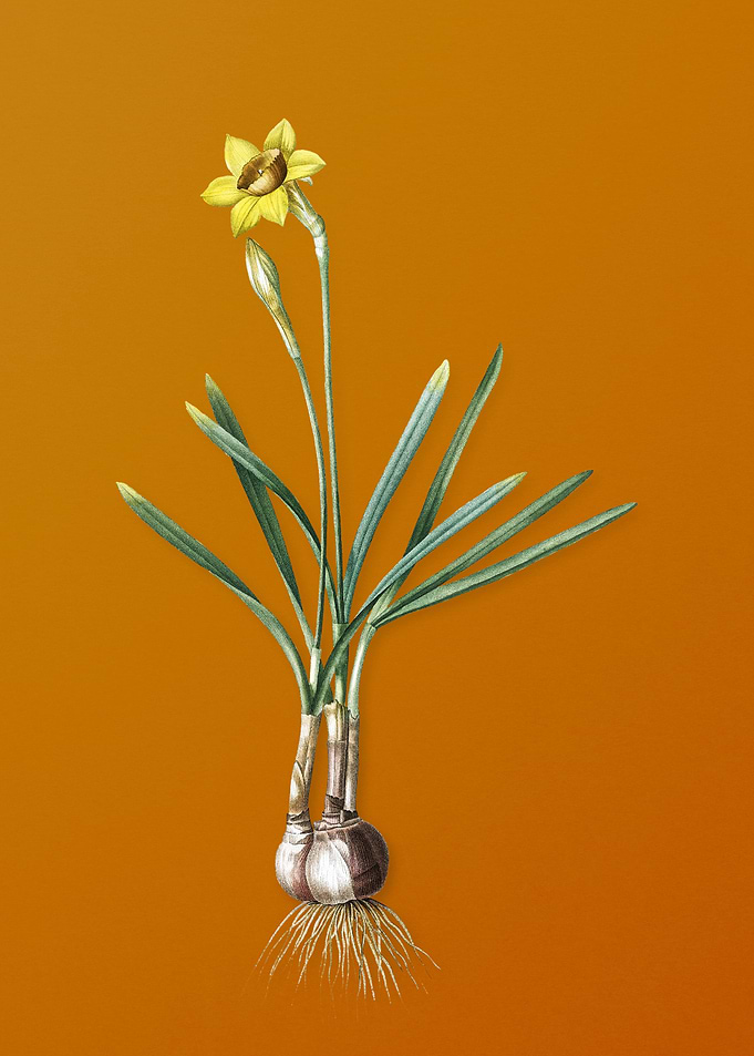 Vintage Narcissus Gouani