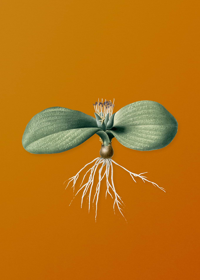 Vintage Massonia Pustulata