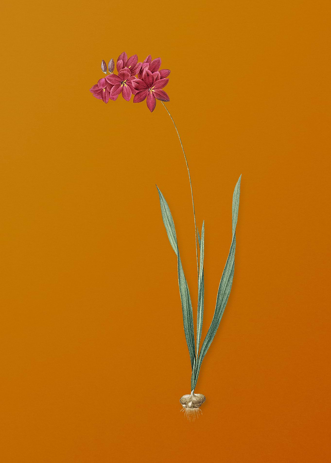 Vintage Ixia Filiformis