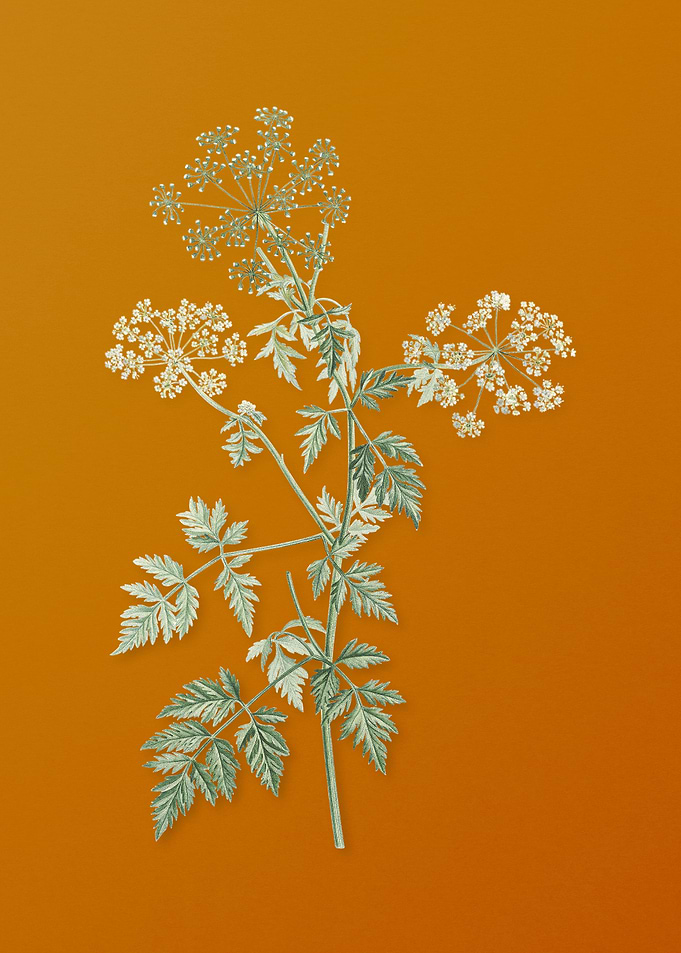Vintage Hemlock Flowers
