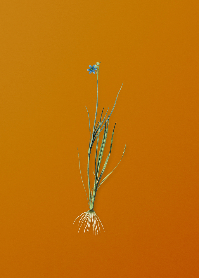 Narrow Blue Eyed Grass