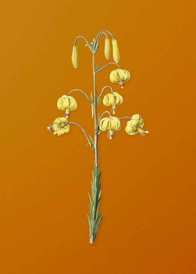 Vintage Lilium Pyrenaicum