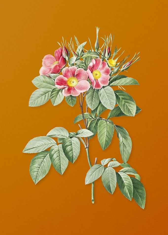 Vintage Pasture Rose