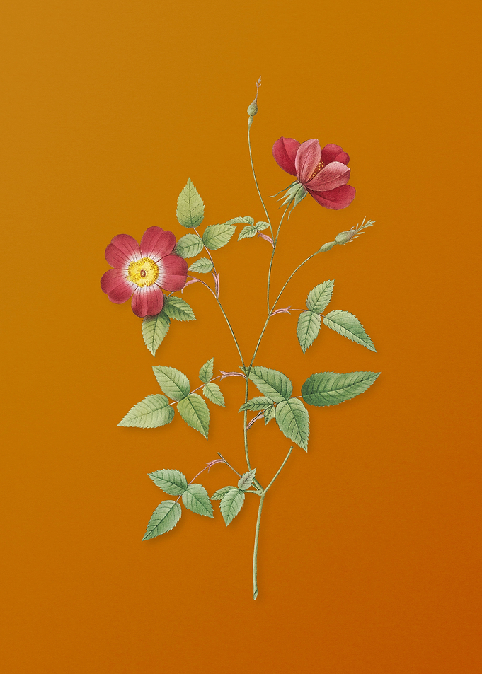 Indica Stelligera Rose