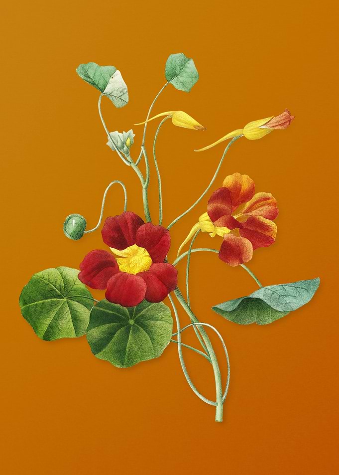 Vintage Monks Cress Flower