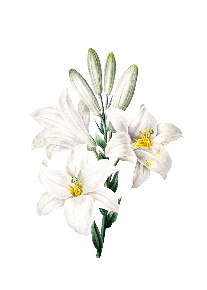 White Lilly