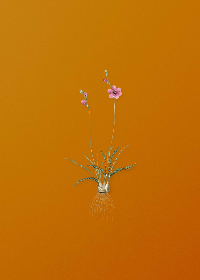 Vintage Ixia Crispa Flower