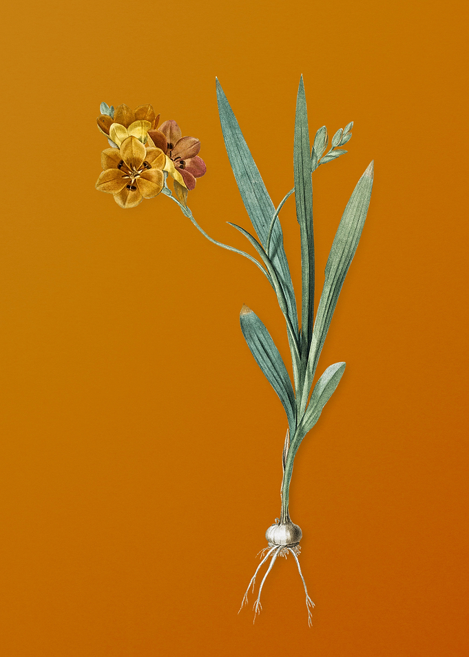 Vintage Ixia Miniata
