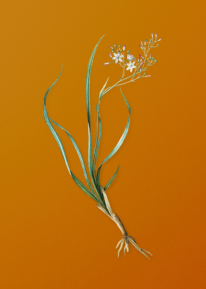 Vintage Phalangium Bicolor
