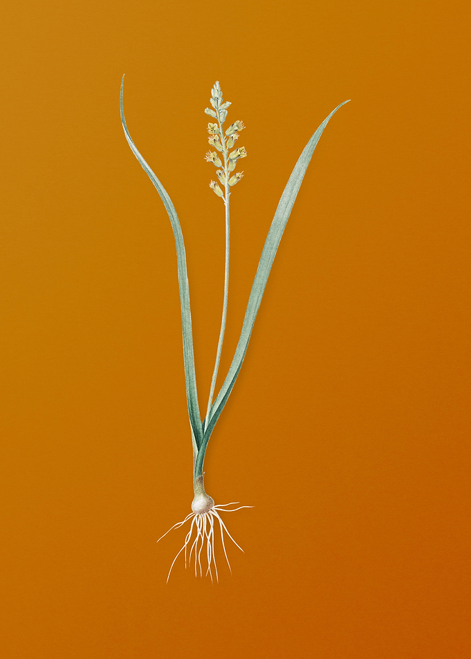 Vintage Lachenalia Pallida