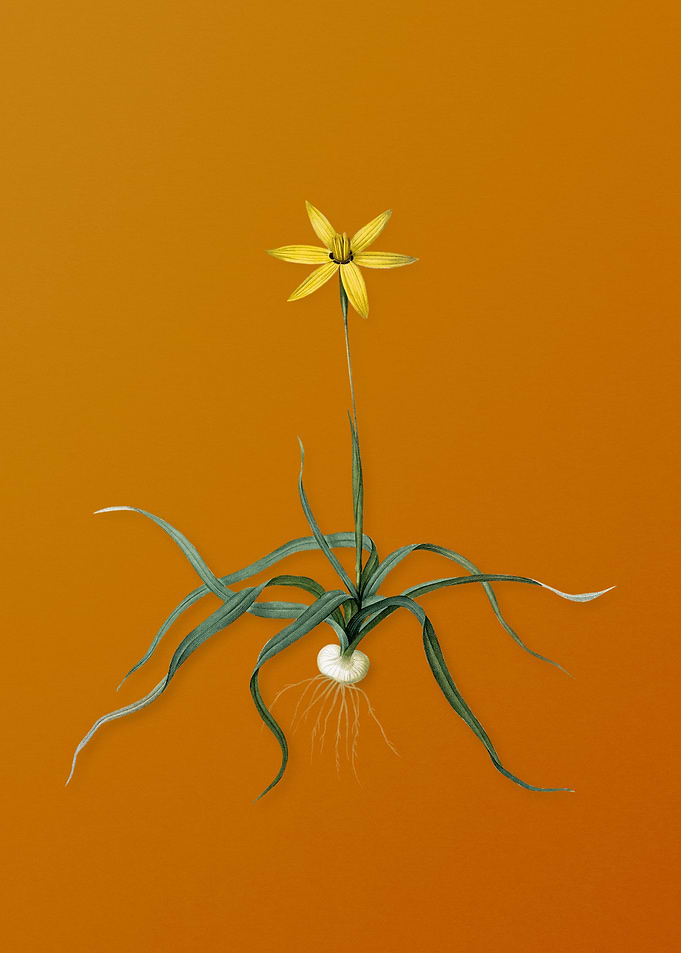 Vintage Hypoxis Stellata