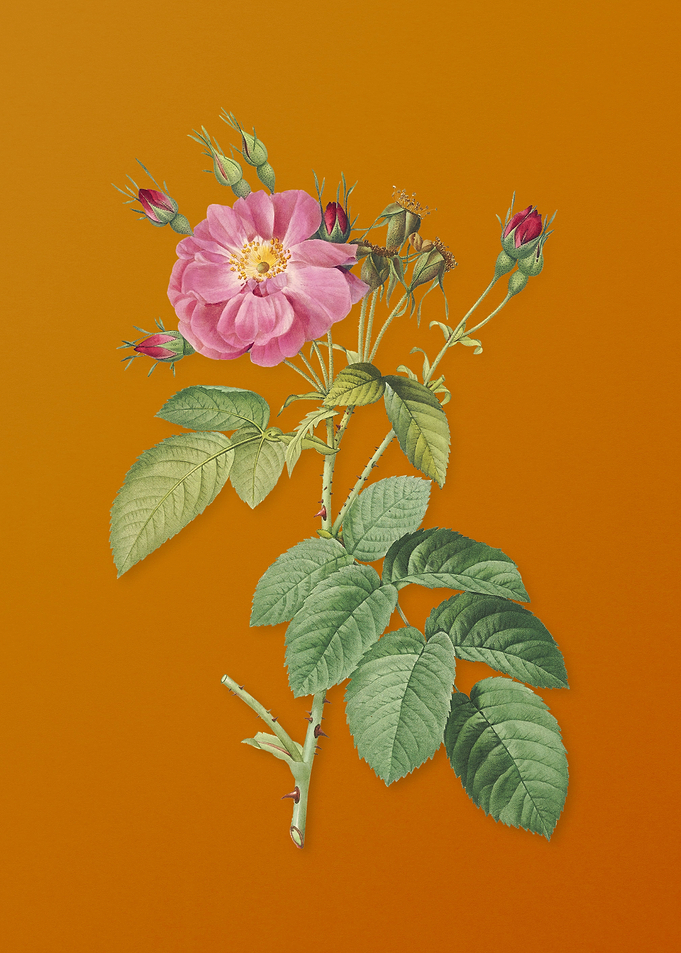 Vintage Harsh Downy Rose