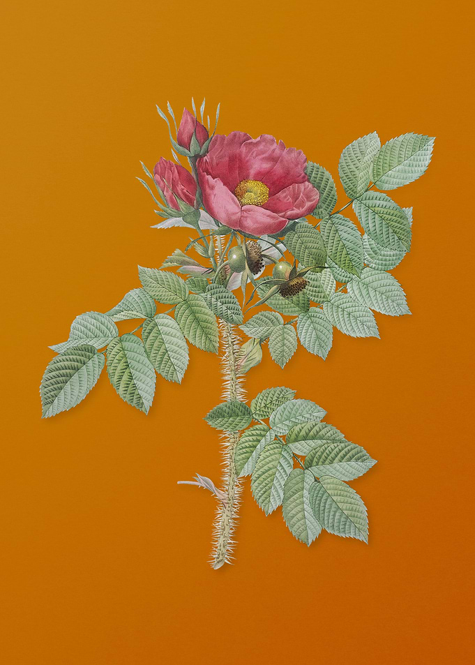 Vintage Kamtschatka Rose