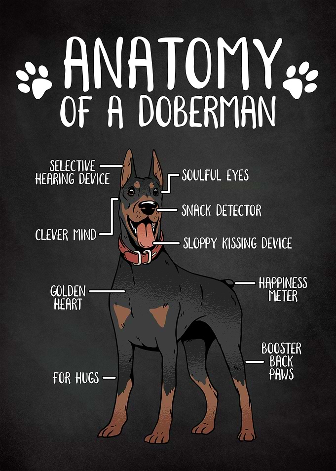 Doberman Dog Anatomy