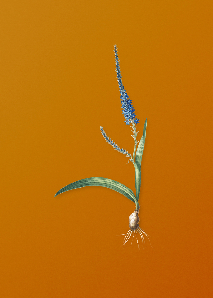 Vintage Ixia Plantaginea