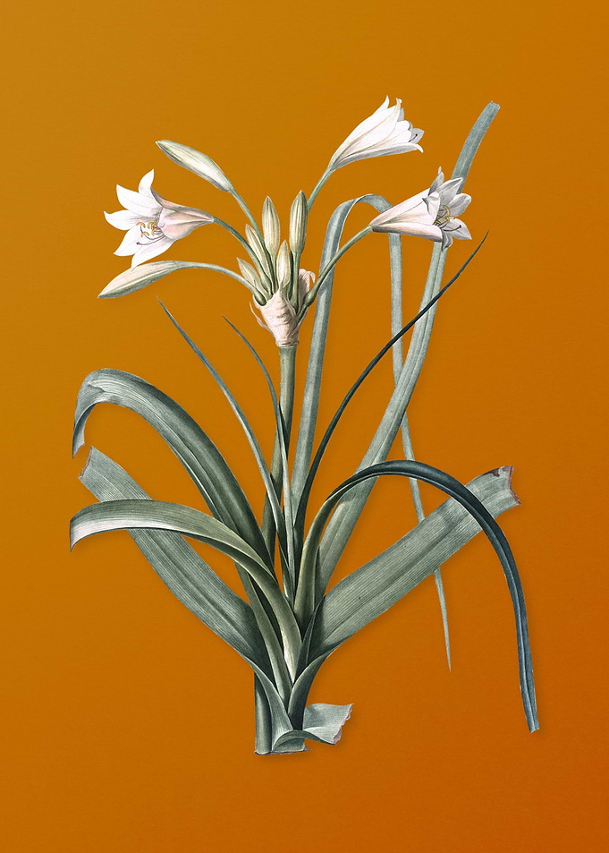Vintage Malgas Lily Flower