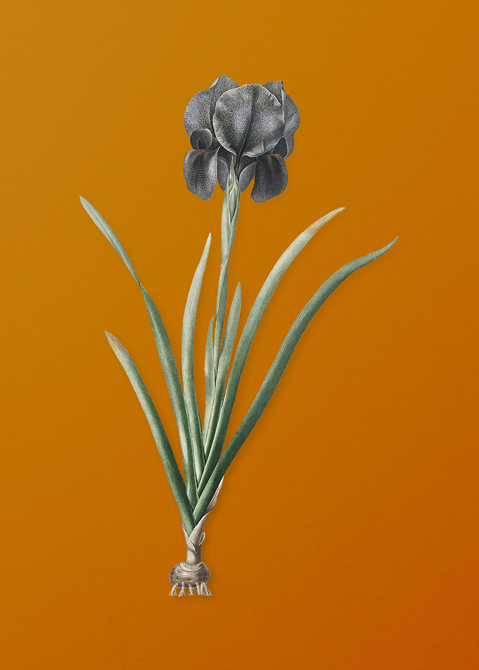 Vintage Mourning Iris