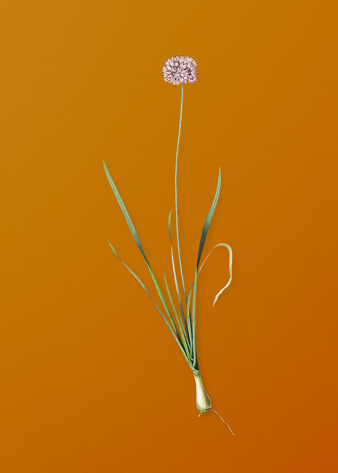 Vintage Mouse Garlic
