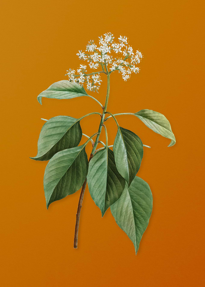 Vintage Pagoda Dogwood