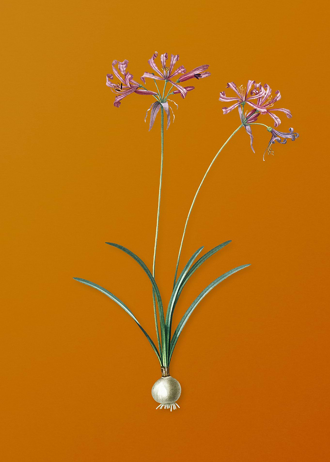 Vintage Nerine Flower