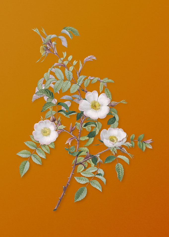 Vintage Reddish Rosebush