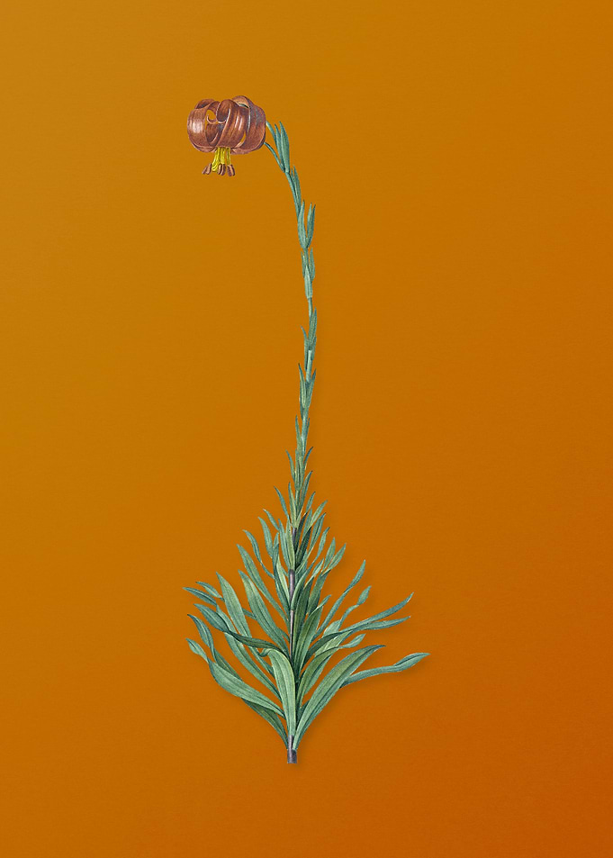 Scarlet Martagon Lily
